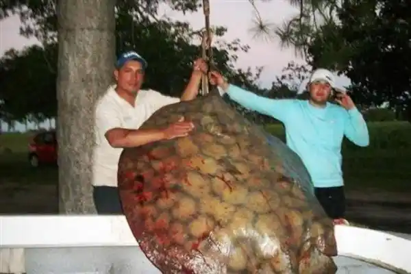 Pescaron en el Paraná una raya de 155 kilos