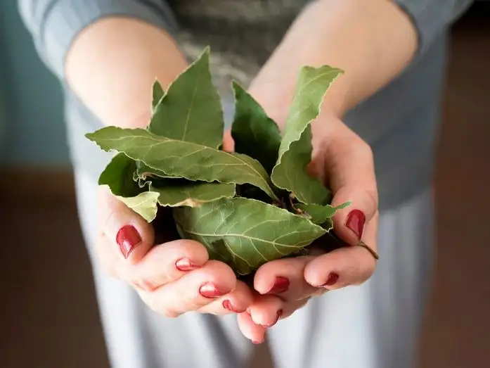 Laurel, la aromática mágica.