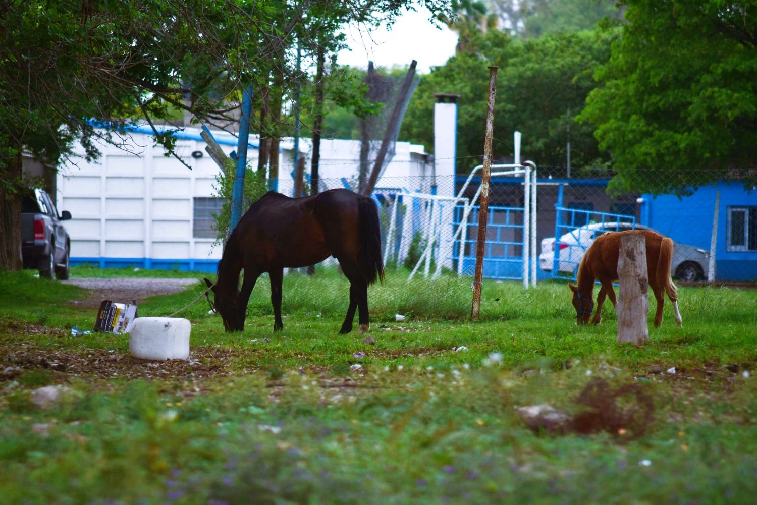 Piden más control de los caballos sueltos y aumentar las medidas de prevención.