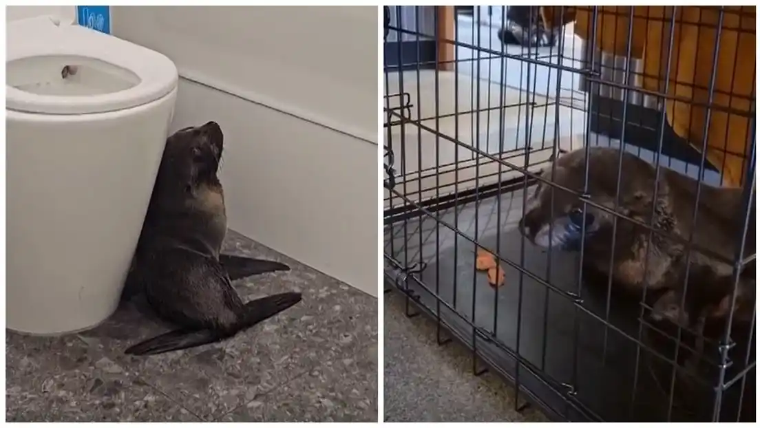 El animal esquivó mesas, se metió al baño y terminó rescatada