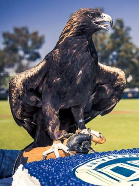 Conoce a la espectacular mascota del América 