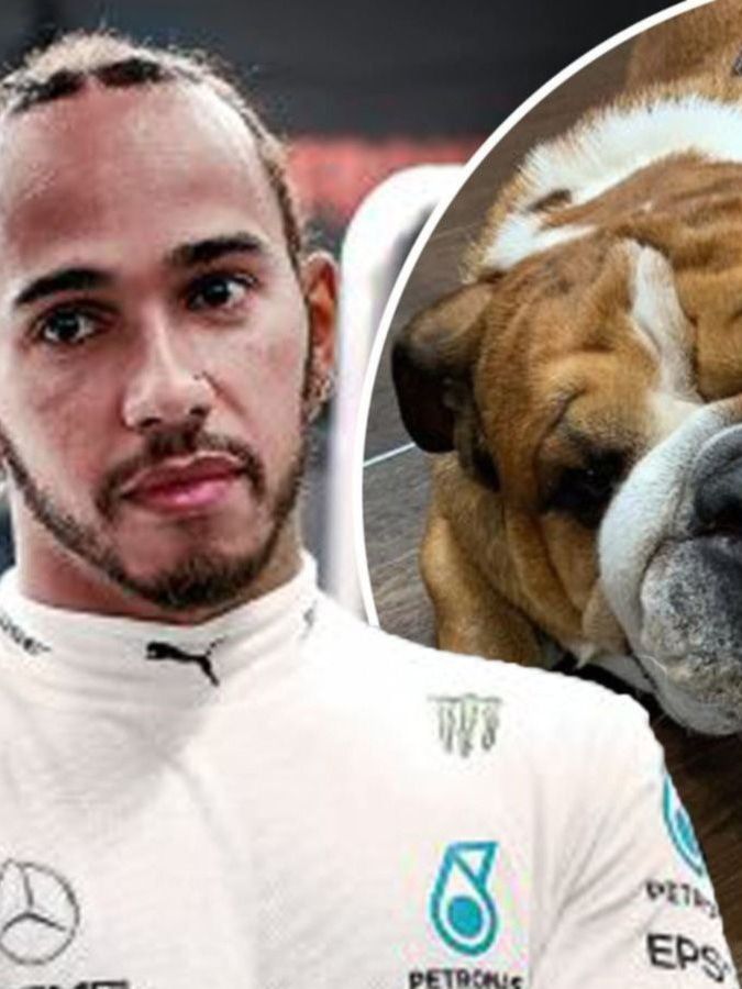 Lewis Hamilton busca mamás para que que su perro Roscoe forme una familia