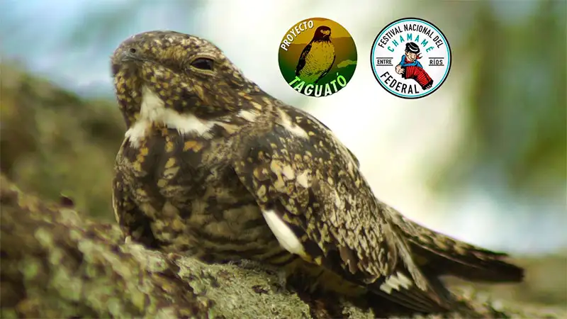 Una nueva especie se agrega a la avifauna federalense