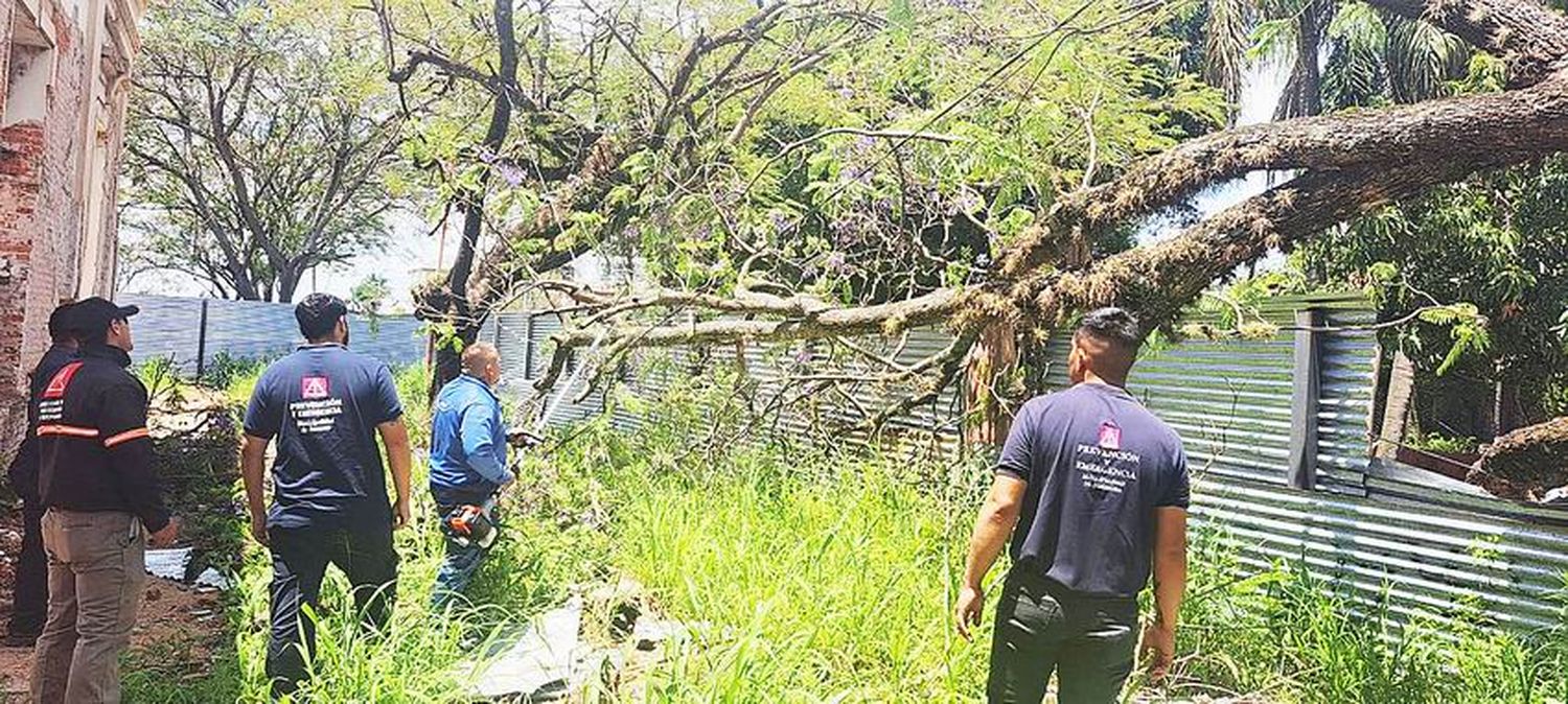 Caída de árboles, carteles y postes causó en 
la ciudad la fuerte tormenta de lluvia y viento