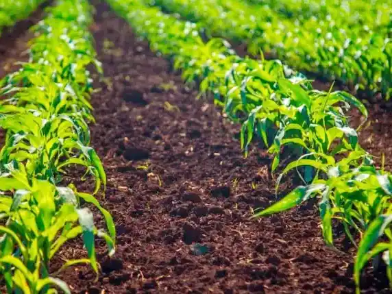 La superficie sembrada con maíz de primera creció un 86% interanual en Entre Ríos