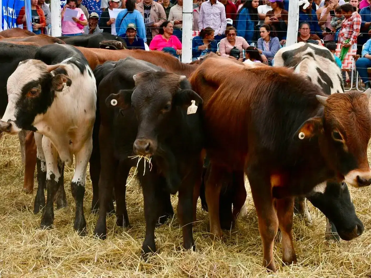 Fenómeno "el Niño": recomendaciones para proteger el agro y la ganadería en Formosa