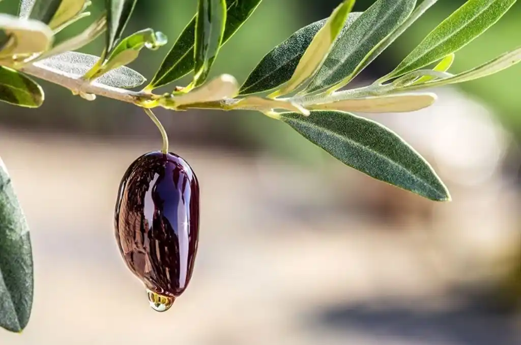 Reducen a cero las retenciones a exportaciones agroindustriales