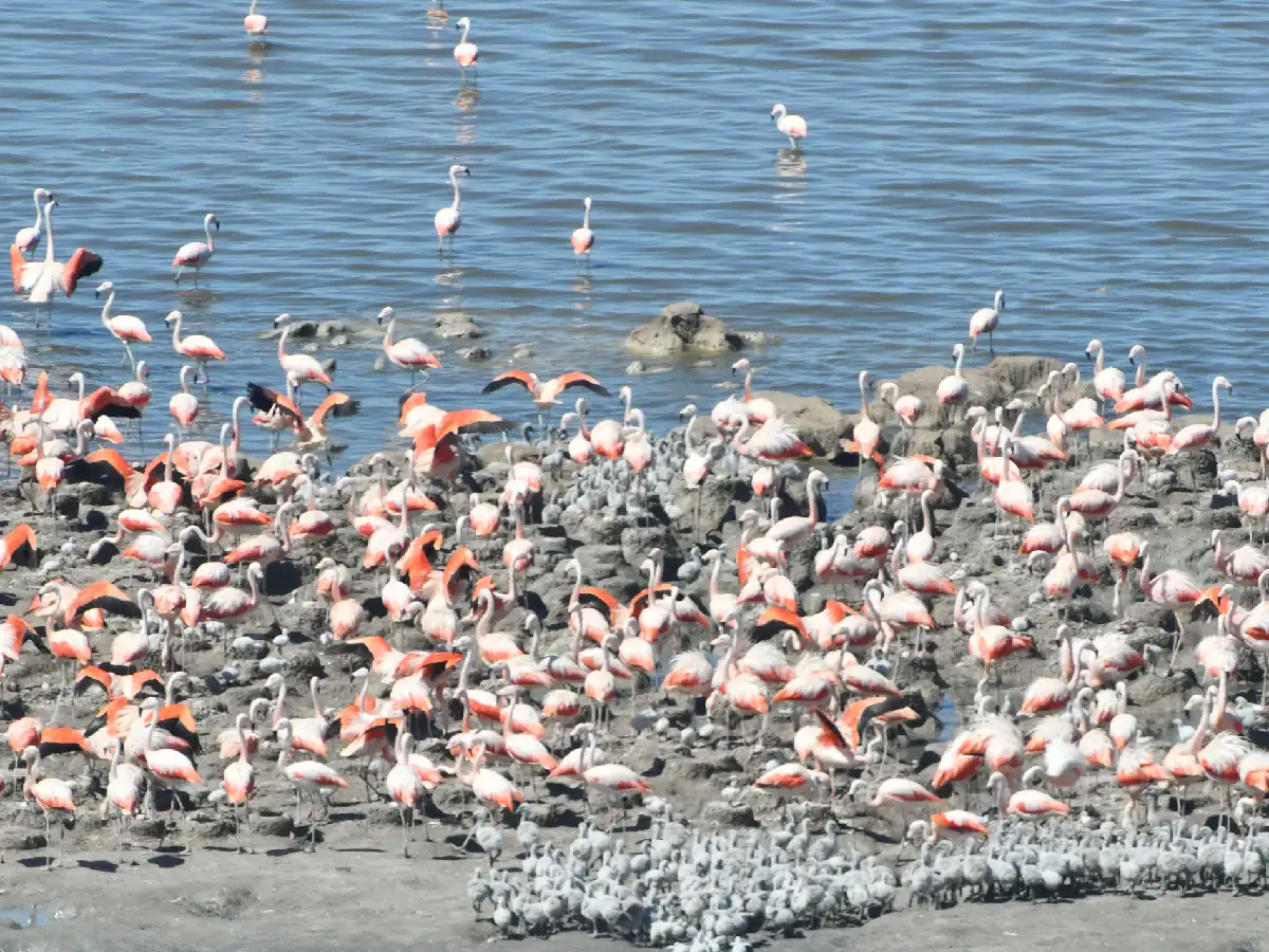 La mayor nidada de flamencos australes de Sudamérica se posó en Mar Chiquita