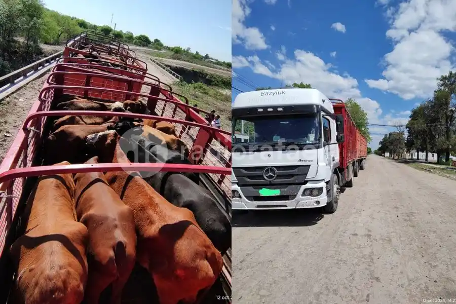 Circulaba con 35 vacunos sin documentación: quedó detenido y le secuestraron el ganado