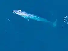 La ballena azul.