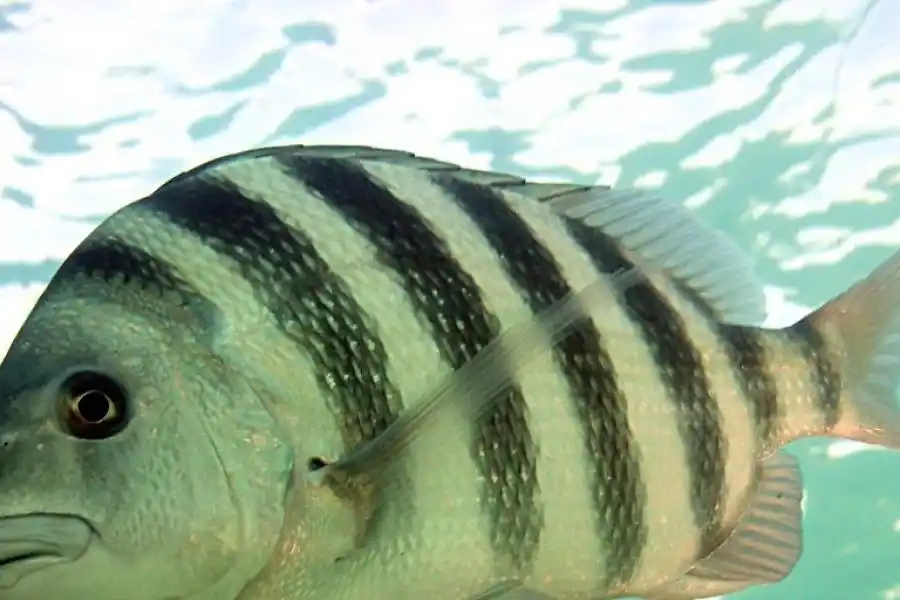 Capturó un pez y un peculiar detalle lo sorprendió: mirá las fotos