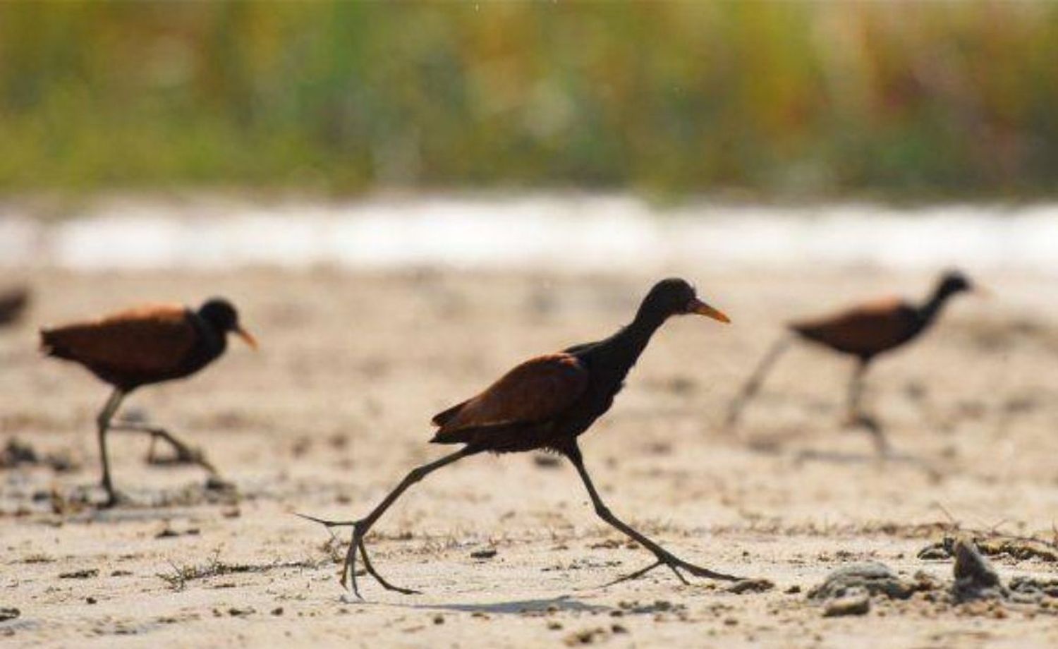 Rosario: apareció una especie de ave poco común en la Rambla Catalunya