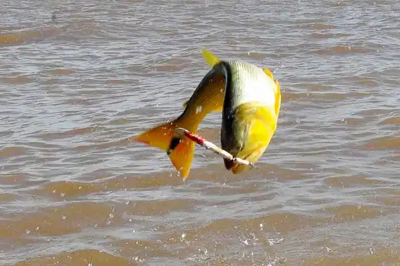 Fecha confirmada para la Pesca del Dorado