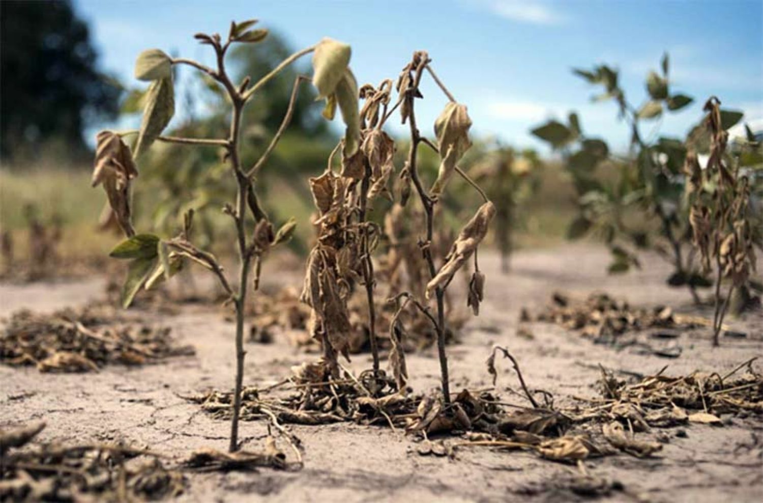 Sequía: el presidente de la Federación Agraria afirmó que «en algunas zonas ya se perdió todo»