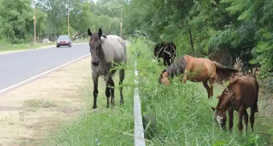 Frenó por los caballos sueltos y una moto lo chocó