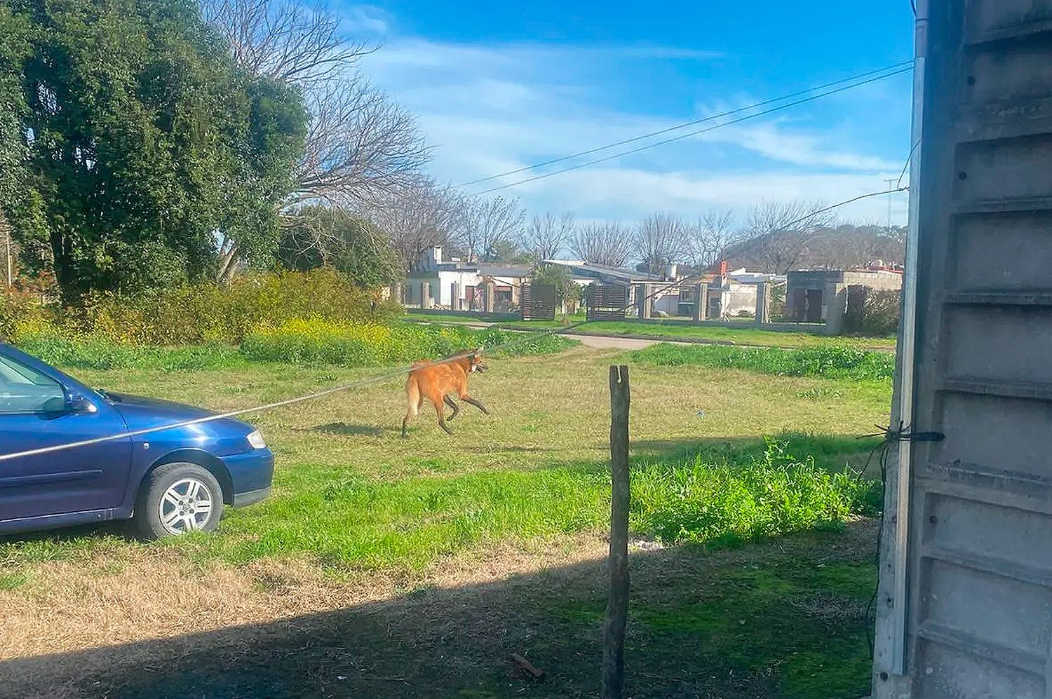 VIDEO | Sorpresa en Ataliva: un aguará guazú recorrió las calles del pueblo y lo rescataron con éxito