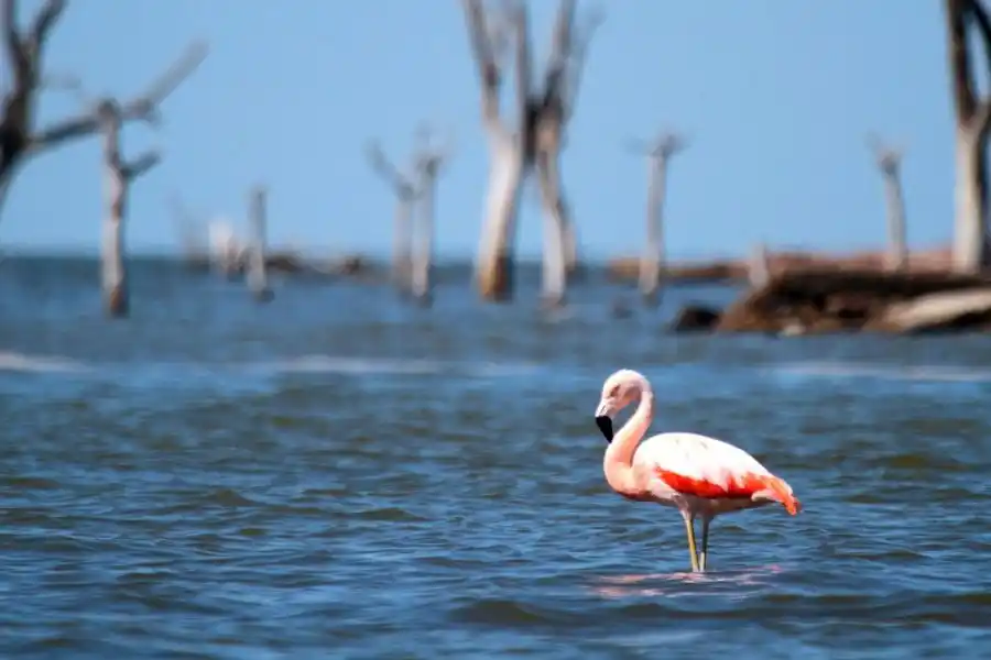La reserva Ansenuza fue declarada Parque Nacional