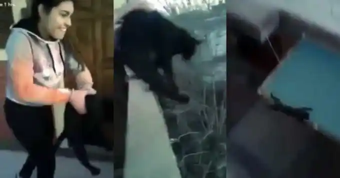 Tiró al gato de un cuarto piso "para ver si caía parado"