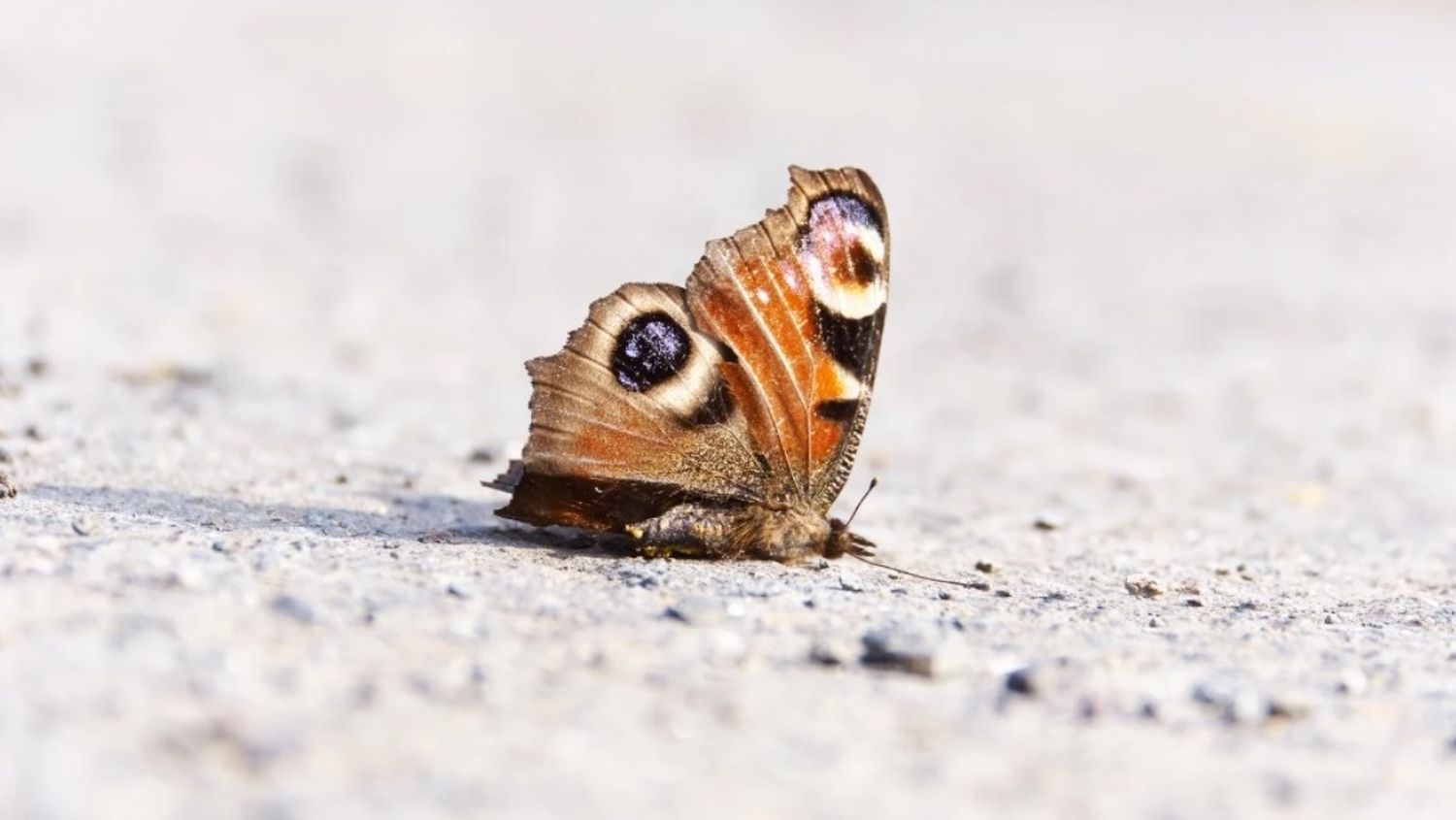 RETO VIRAL-MORTAL: niño falleció al inyectarse una mariposa en su cuerpo