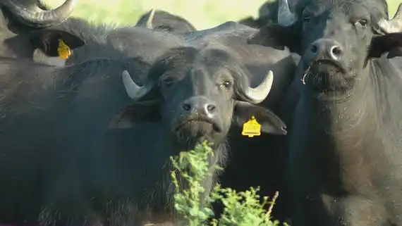 Búfalos en los humedales de Entre Ríos: ganadería sostenible y carne de calidad