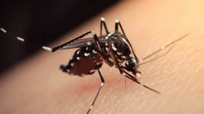 El dengue sin freno: más de 32.000 casos y 24 muertes desde julio