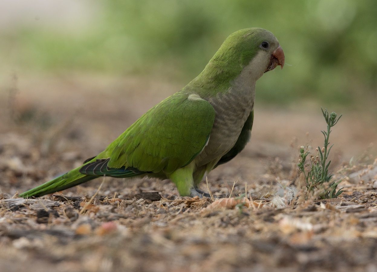 Registran caso de psitacosis, enfermedad infecciosa que contagian loros y cotorras