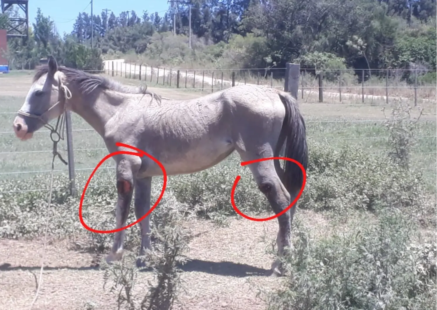 Caballo lastimado y al sol en barrio La Calandria