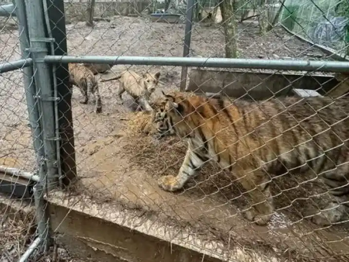 Las autoridades mexicanas recuperan drogas, armas y siete tigres tras capturar al líder de un cártel.