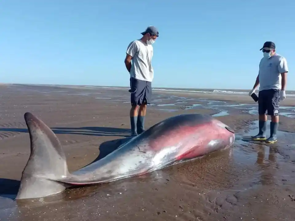 El ejemplar varó en San Clemente del Tuyú y activó un operativo de la Fundación Mundo Marino. Pese a los esfuerzos, la necropsia confirmó que padecía un cuadro grave de neumonía.