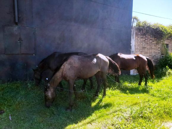 Comienza el programa de registro de usuarios de tracción a sangre