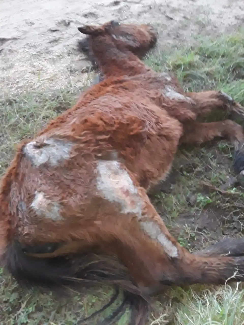 "Bronca" entre los proteccionistas por los funcionarios de la ciudad que "favorecen a los maltratadores"
