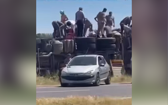 Volcó un camión con vacas en ruta 8 y las carnearon en el lugar