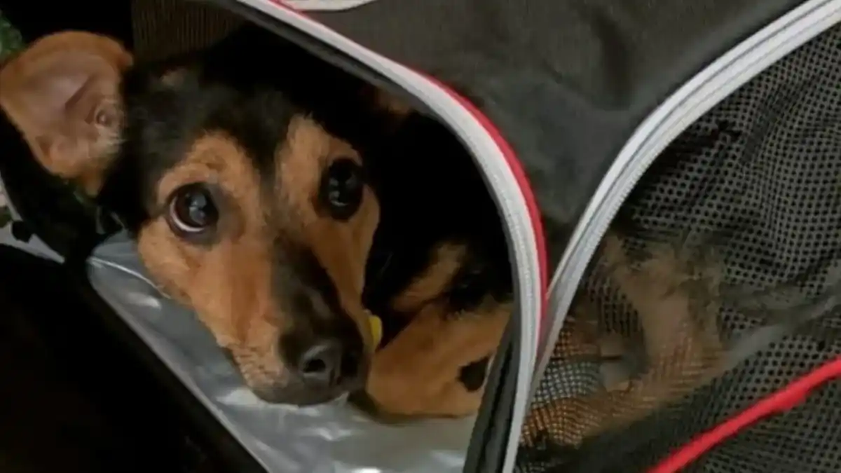 “Coco”, el perro que estuvo 36 horas demorado en Ezeiza, tendrá que hacer cuarentena