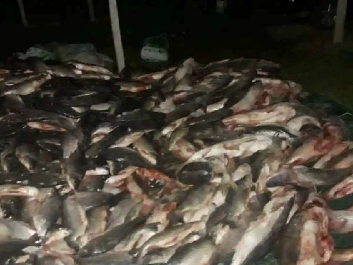 Secuestraron 2.200 sábalos y 200 surubíes de un camión