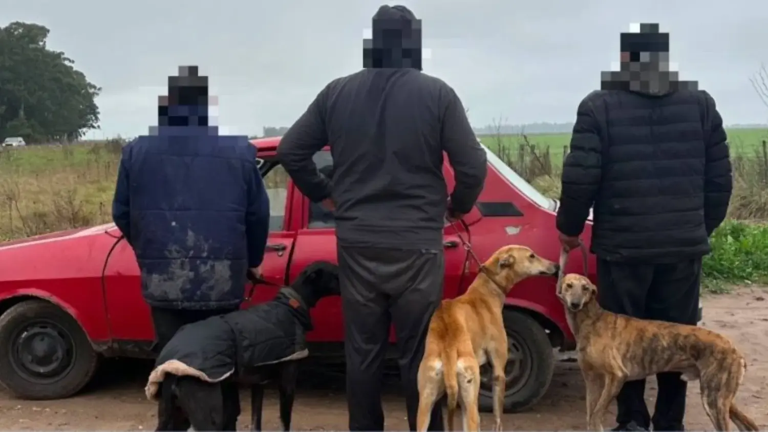 La cacería está prohibida si no existe autorización del propietario del campo y si se utilizan perros galgos. (Foto: CPR).