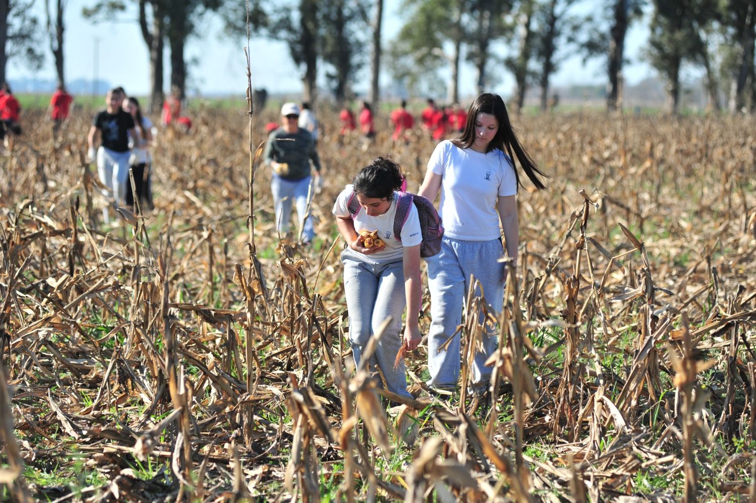 Diez toneladas de maíz que se convierten en alimento para ayudar