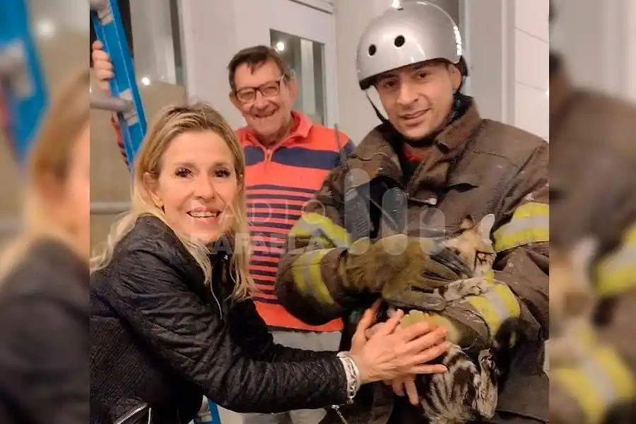 Bomberos de Rafaela rescataron a un gatito que se encontraba atrapado en una cornisa a gran altura