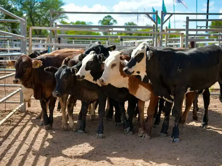 Formosa consolida el esquema fiscal ganadero 
más competitivo y transparente del NEA