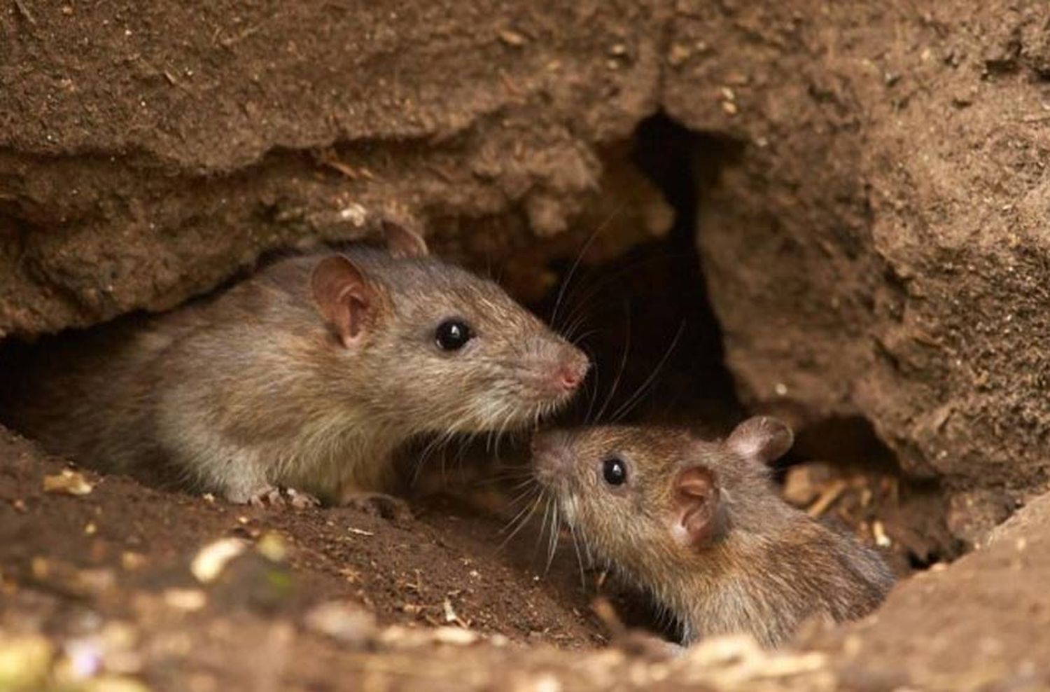 Hantavirus: murió una mujer de Trevelin y ascienden a 13 los fallecidos