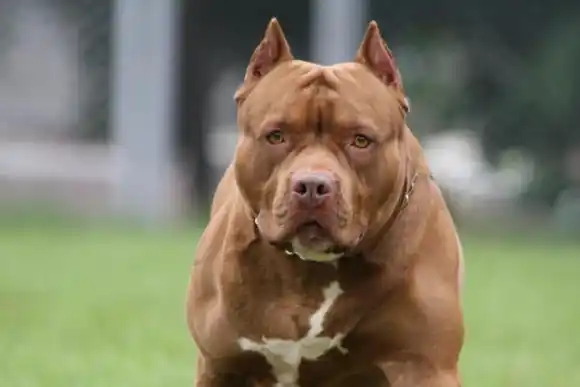 Otro ataque: un pitbull mordió a un perro de 8 años y tuvo que ser intervenido quirúrgicamente