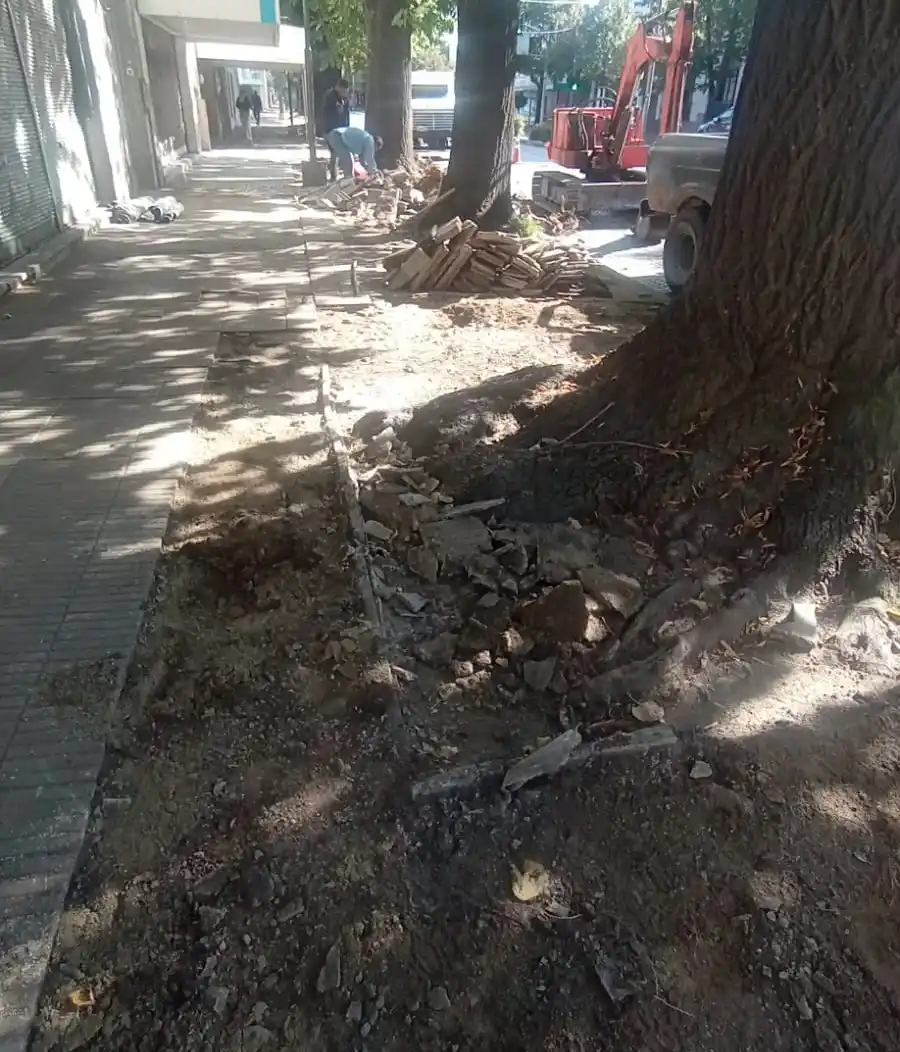 raices colon - 1