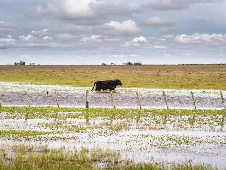 Un campo inundado en provincia de Buenos Aires