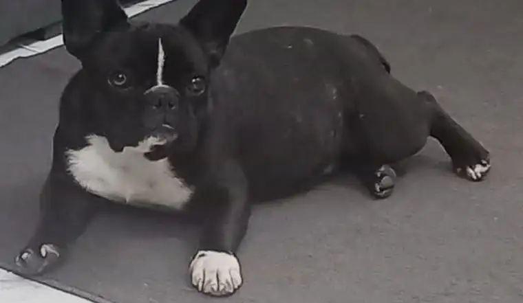 La mascota es un nene que padece epilepsia.