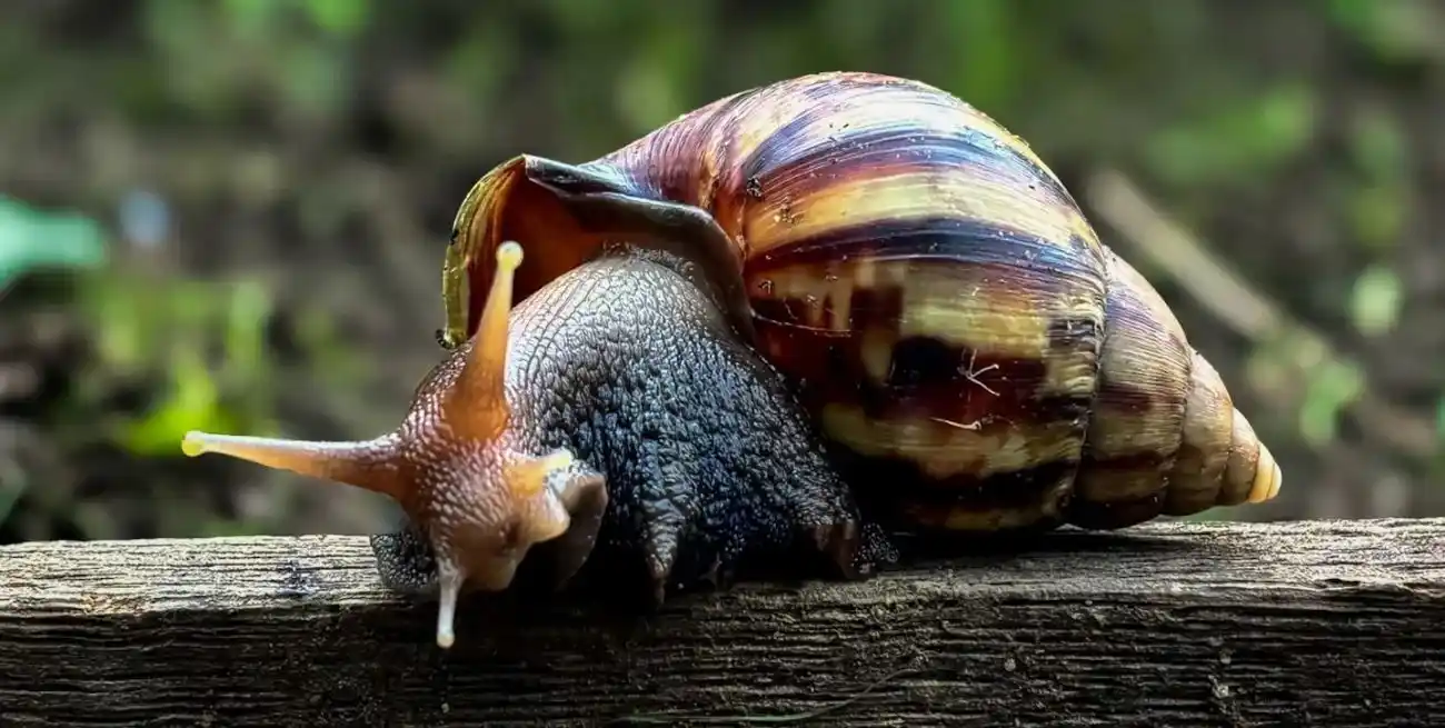 Más allá de su impacto visual, el verdadero peligro reside en su baba y tejidos.