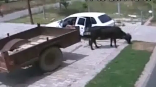 Cosa de locos: Dos hombres roban una vaca a bordo de un auto