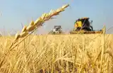 Estiman que la próxima campaña de trigo alcanzará un volumen récord