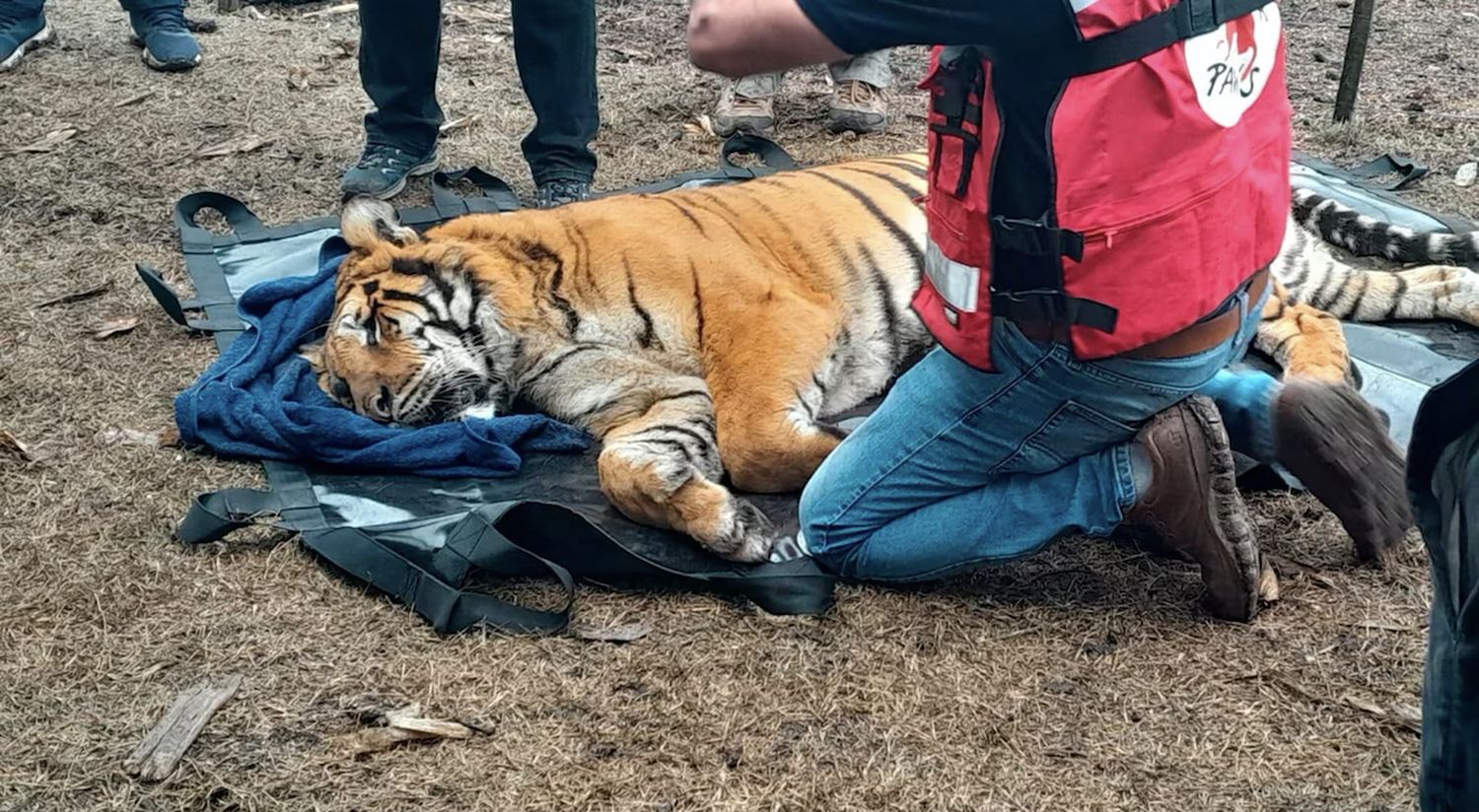 Los tigres de Bengala rescatados en Balcarce llegaron a Jordania para su adaptación a la vida silvestre