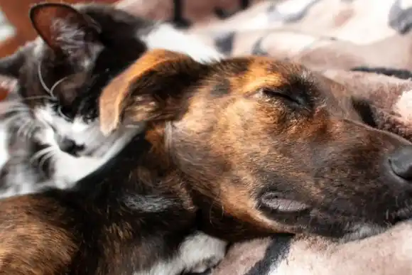 ¡Guau! cuánto cuesta mantener hoy en día a una mascota