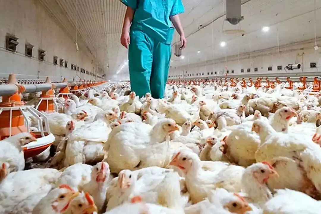 Primera muerte por el virus H5N1