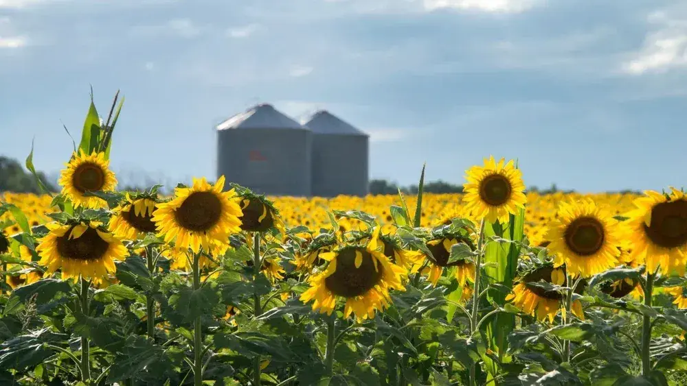Récord: proyectan 3 millones de hectáreas de girasol para la campaña 2026/27